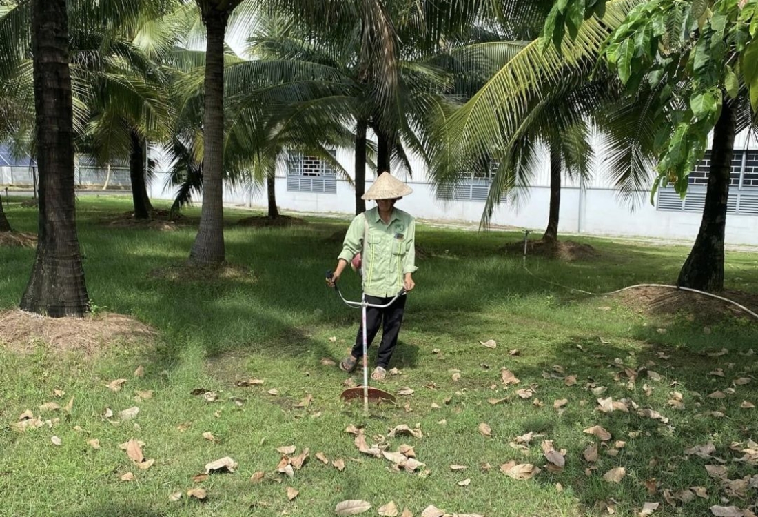 Dịch Vụ Chăm Sóc Cây Xanh Đồng Nai Chuyên Nghiệp, Toàn Diện