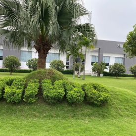 Dịch vụ trồng cây xanh 1
