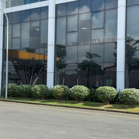 Dịch vụ trồng cây xanh 4