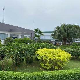 Dịch vụ trồng cây xanh 5