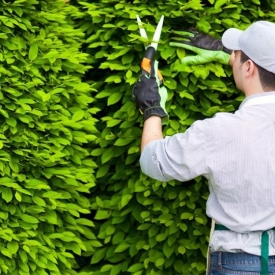 Dịch Vụ Chăm Sóc Cây Cảnh Trọn Gói, Giá Cạnh Tranh