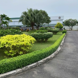 Dịch Vụ Chăm Sóc Cây Xanh TPHCM – Giải Pháp Cảnh Quan Tối Ưu