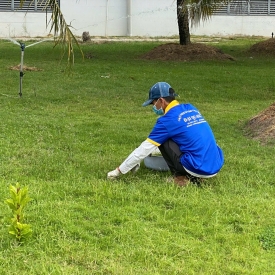 Dịch vụ trồng cây xanh 7