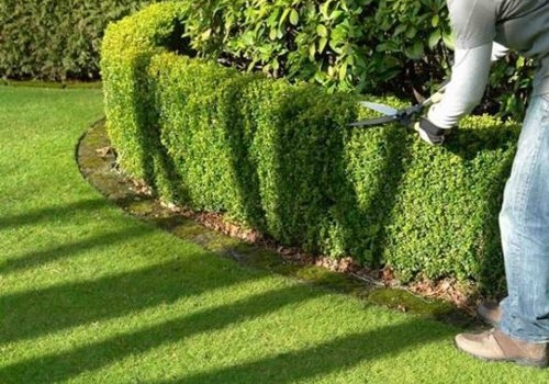 Dịch Vụ Cắt Tỉa Cây Xanh - Giải Pháp Chăm Sóc Cây Chuyên Nghiệp
