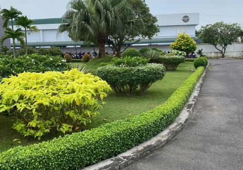 Dịch Vụ Chăm Sóc Cây Xanh TPHCM – Giải Pháp Cảnh Quan Tối Ưu